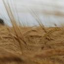 Wheat Storm